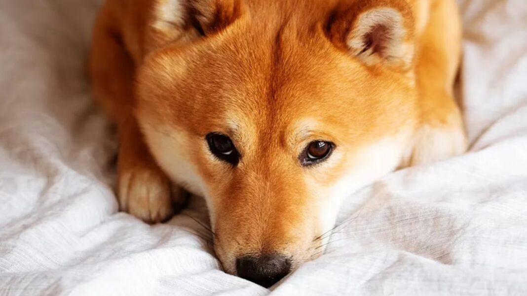 Shiba Inu Token Falls 10% Amid Shibarium Code Drama