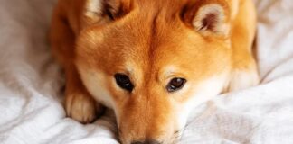 Shiba Inu Token Falls 10% Amid Shibarium Code Drama