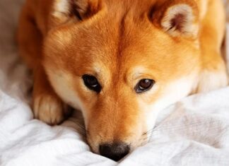 Shiba Inu Token Falls 10% Amid Shibarium Code Drama