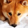 Shiba Inu Token Falls 10% Amid Shibarium Code Drama