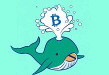 What Are Crypto Whales and Why Are They Important