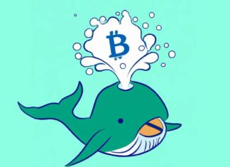 What Are Crypto Whales and Why Are They Important