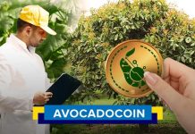 avocado coin
