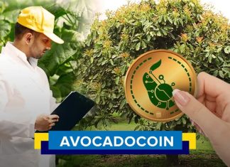 avocado coin